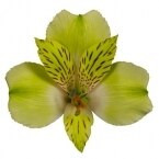 Alstro. Charmelia Green gdn