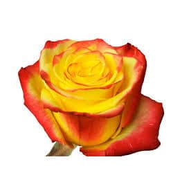 Rose High&Yellow Flame 40cm rp