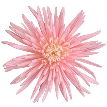 Mum Delistar Pink bmark