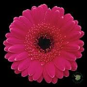 Germini aisha can (pink black)