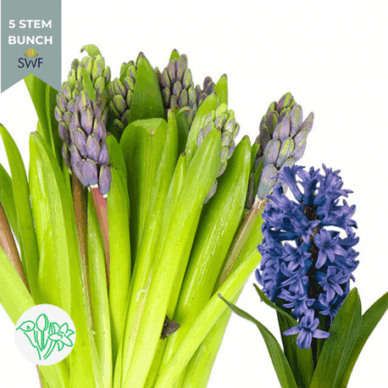 Hyacinth Atlantic holl
