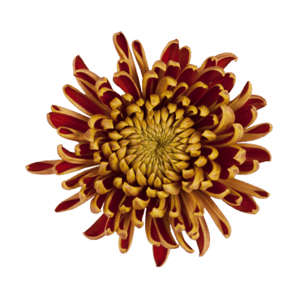Mum Cremon Fuego gdns