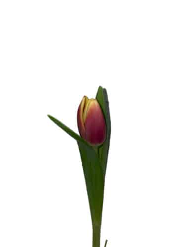 Tulip Ht Pk Yell tip dmaster h