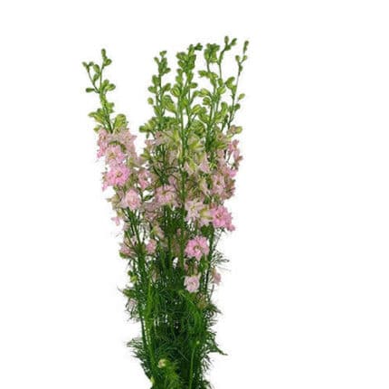 Larkspur Pink sv