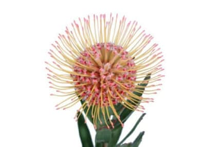 Pins Peach Sunrise fbi(STEM)