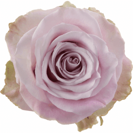 Rose Secret Gdn 50cm rprima