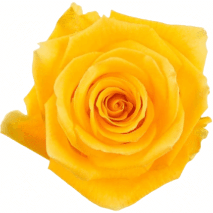 Rose Lighthouse 40cm Florecal