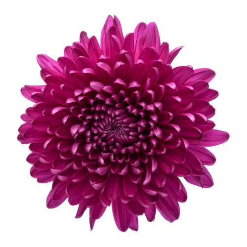 6e655649-318a-448a-a9fc-f2e92fbe1af6.jpg Mum Cremon Purple galleria - Image 1