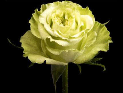 Green beauty 40 rfi
