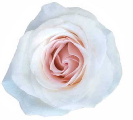 Rose Bridal Akito 60cm Rprima