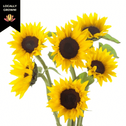 Sunflower Mini BlackEye cramer