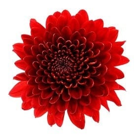 Mum Cremons Red Magna cont