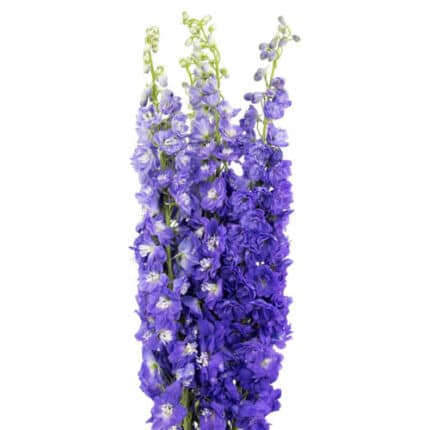 Delph El  Asia Purple holex(5st)