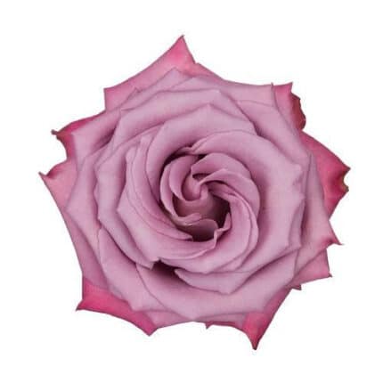Rose Moody Blue 50cm wely