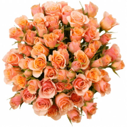 Rosespray Ilse Misty