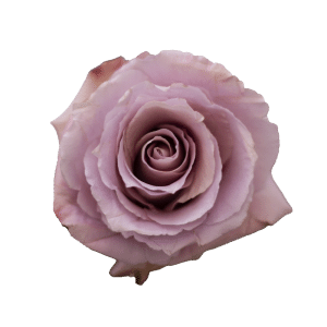 Rose Cool Down 50cm rprima