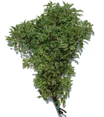 Pittosporum Var Phyto. italy
