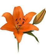 ORANGE art lilys p&f