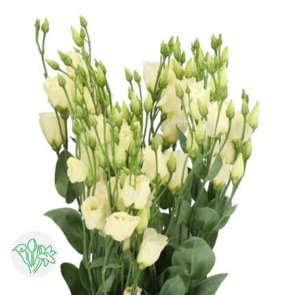 Lisianthus Piccolo Yellow holl