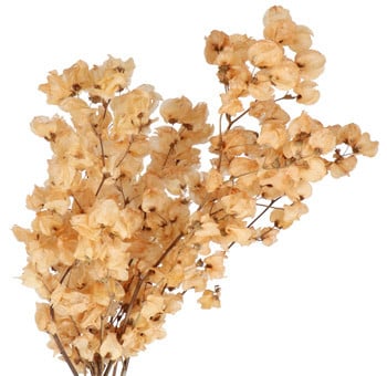 Dried Bouganvillea Natural hol
