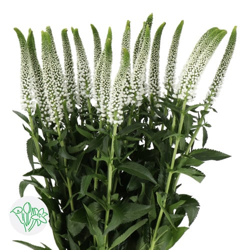 6efc7bf3-ad3e-442d-8aa0-2357e79913f6.jpg Veronica Spray Smart Luna bell - Image 1