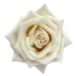 Rose Sandy 50cm rprima