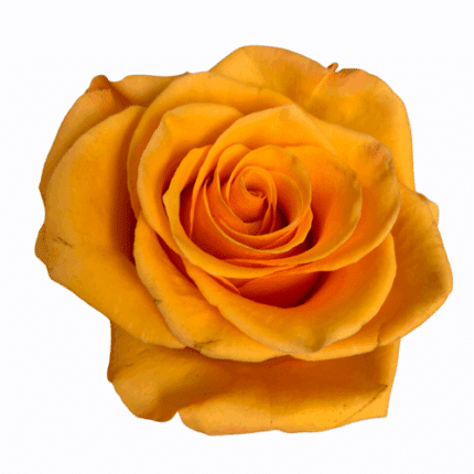 Rose Tycoon 40cm naranjo