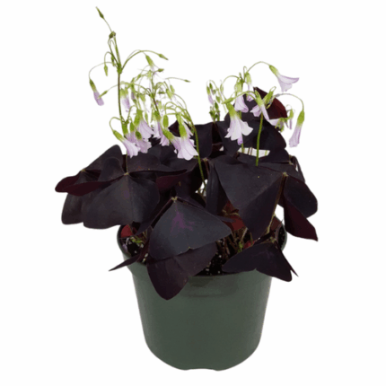 6" POTTED RED OXALIS