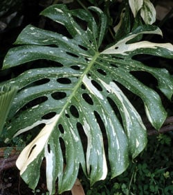 Monstera varigated foliage(st)