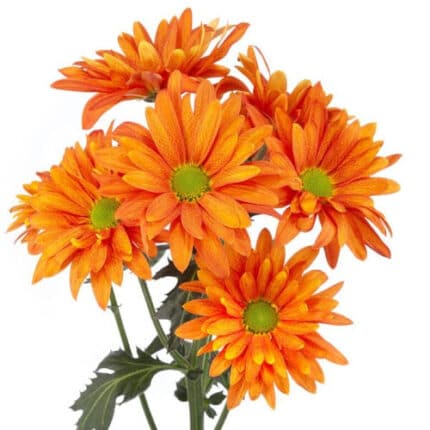 Pom Daisy Orange rio