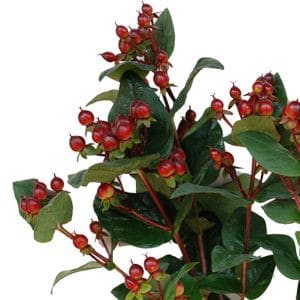 Hypericum Burgundy misty