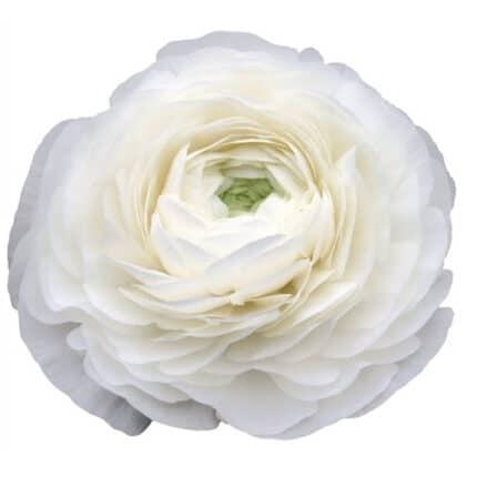 Ranunculus Amandine Snowflake
