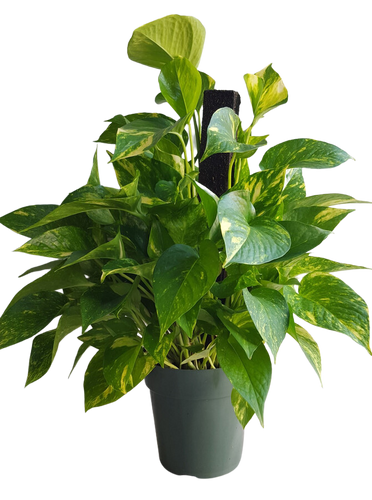 6" POTTED POTHO/POLE