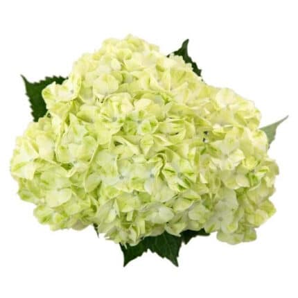 Hydrangea Mojito cont(STEM)
