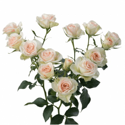 Rosespray Bellalinda Sweety Rp