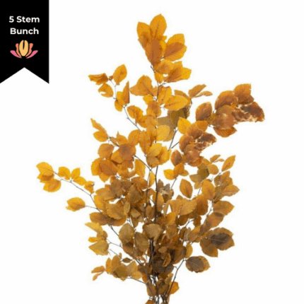 Dried Copperbeach Yellow arlot