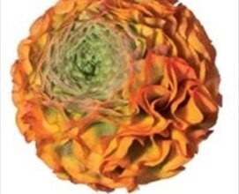 Ranunculus Pon GreenOrg chile