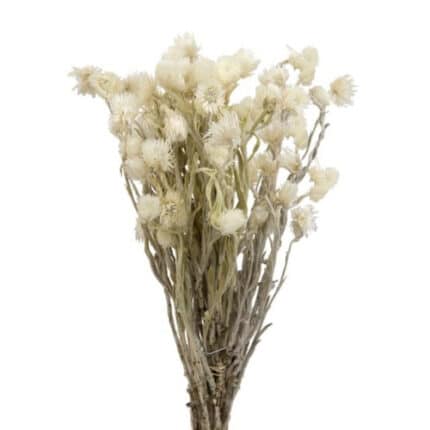 Dried Helichrysum Cape Snow ho