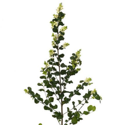 Snowberry LemonGreen chile