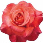 Rose Sedna tessa - Image 2