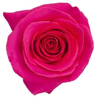 Rose PinkFloyd 90cm rfi