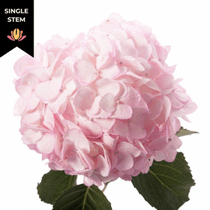 Hydra. Pink bella(st)