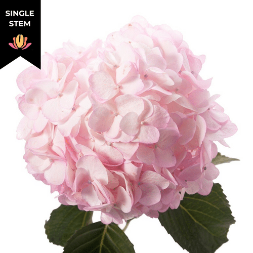 6f52a6d4-8643-4881-b63e-caaa98a1e0cc.png Hydra. Pink bella(st) - Image 1