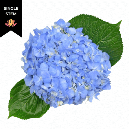 Hydrangea Shocking Blue tessa (stem)