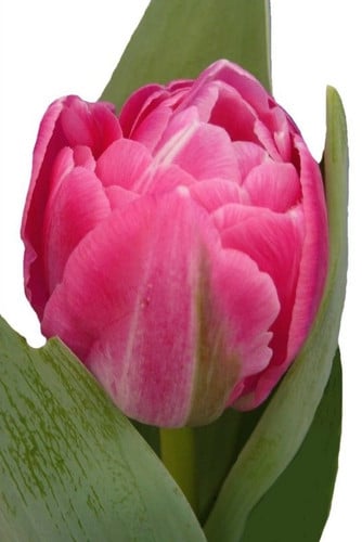 Tulip Dbl Vogue holl