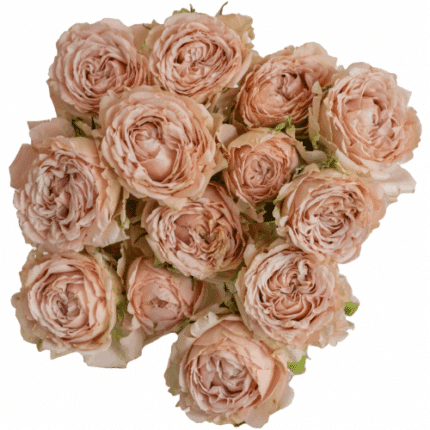 RoseSpray Be Amazing choice