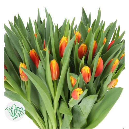6fabbd25-7499-48a6-8a98-47392b2671ae.jpg Tulip Frill Yellow Red holl - Image 1