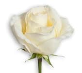 Rose WhiteChocolate 60cm rfi
