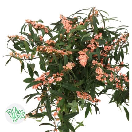 Euphorbia Fulgens Peach holl
