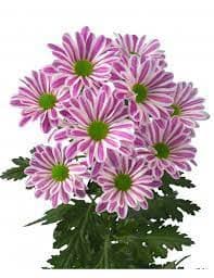 Pom Daisy Lav White bmark